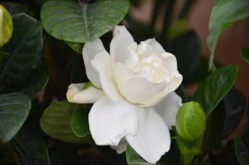 只需要一根树枝, 就能养出枝粗、叶绿、花香四溢的栀子花啦