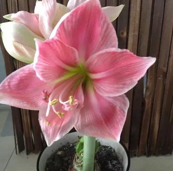 6种洋气的年宵花, 养一盆招财纳福