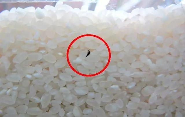 米面生虫真麻烦, 扔瓣蒜进去, 2年没生1只虫!