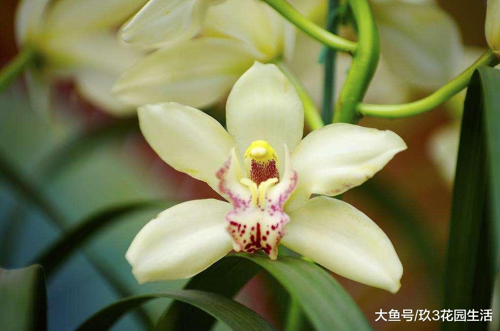 兰花常见的几种栽培形式