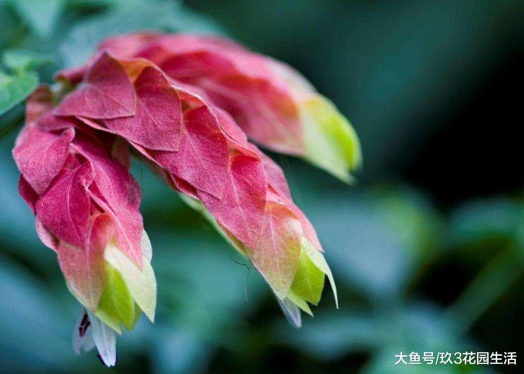 家居养花之观花绿植——虾衣花