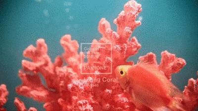 2019流行色来了! 你会种草吗?