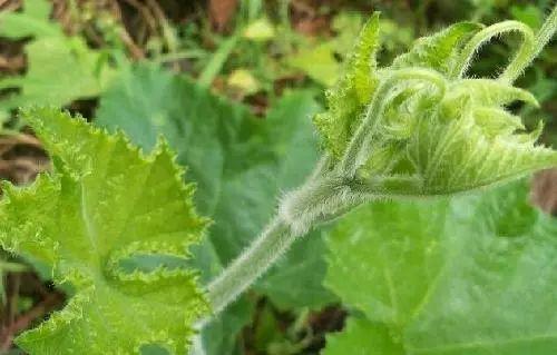 这些植物不仅是赏心悦目, 还能作为自然的天气预报, 涨姿势了!