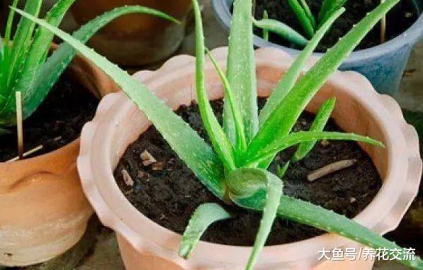 摆放在门前不用怎么照顾的芦荟, 开出近一米高的花朵