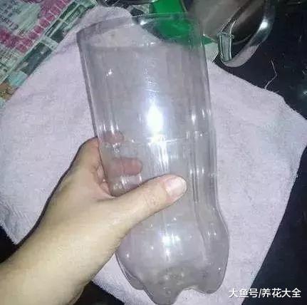 豆芽不用买, 1个可乐瓶就能做出来, 绿色又美味