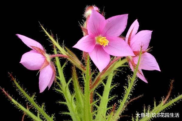 植物中狼狈为奸又各自心怀鬼胎的三人组: 捕虫草、刺椿、花叶蛛