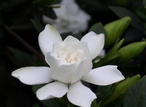 只需要一根树枝, 就能养出枝粗、叶绿、花香四溢的栀子花啦
