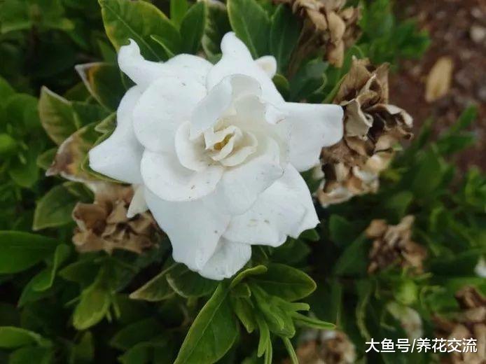 食用醋兑水就能杀虫除菌, 还能让栀子花、茶花年年开花