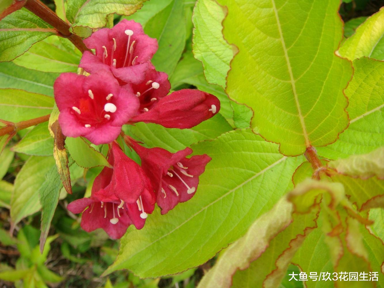 家居养花之五色海棠——锦带花