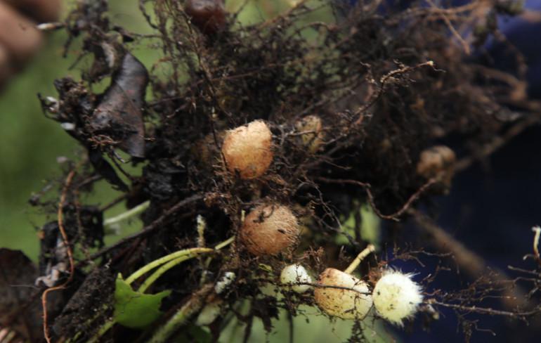 农村石头里长“鸡蛋”, 是一种不知名野果! 农村孩子都吃过?