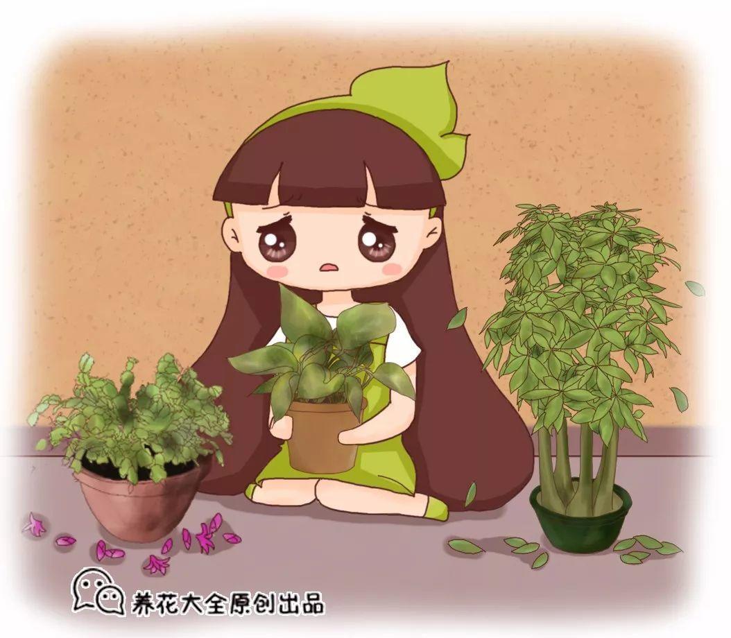 绿萝发黄, 蟹爪兰掉苞, 这样解决!