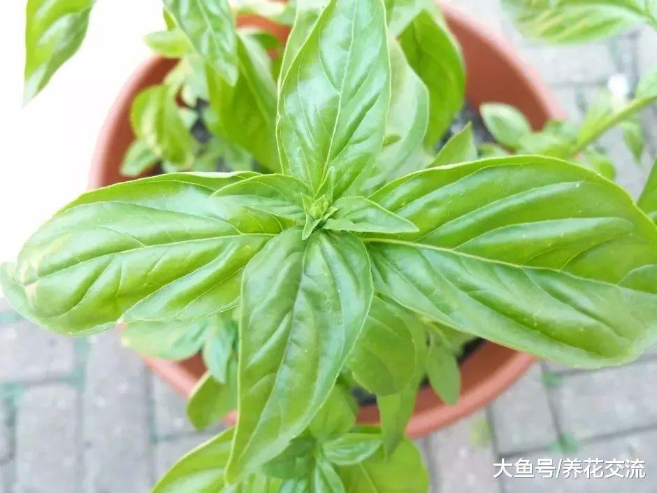 没养过花的朋友都养不死的7种植物, 耐养的盆栽就选它们