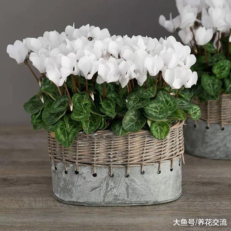 仙客来的叶子下面藏了这么大的块茎, 花叶看一眼就迷上了