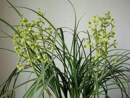 这些个卖兰花商家的小把戏, 花友们中了多少呢?