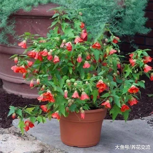 15种特别容易开花的室内植物, 叶子和花朵肉那么好看