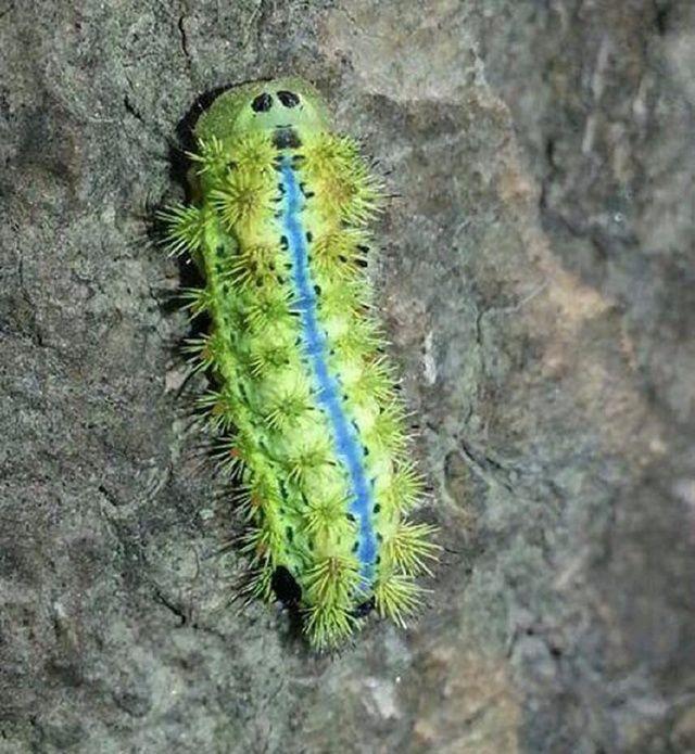 这个东西农村娃看着就怕, 如今卖到200元一斤, 你敢吃吗?