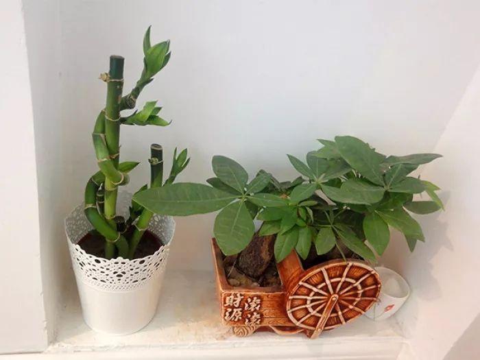 发财树特别适合懒人养, 勤快人养几天就能养死