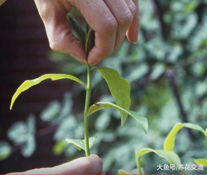 在阳台上用花盆种辣椒, 掌握10个步骤就能不断收获