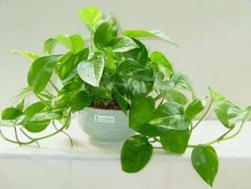 这些光线不足也照样活的植物, 2018年到了, 也该养一盆了