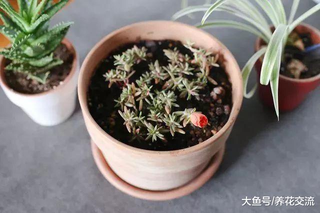 太阳花用这种方法养护, 天天都能开花, 繁殖特别容易