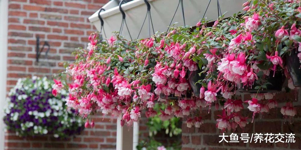 养在空中吊盆完美无瑕的8种花, 阳台、走廊和窗台都能种