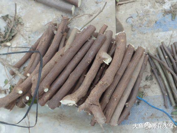 1把沙子撒盆里, 不黄叶不烂根, 根系呼呼冒, 小虫子都绕道走!