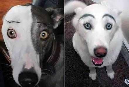 千万不要随便给你家狗狗画眉