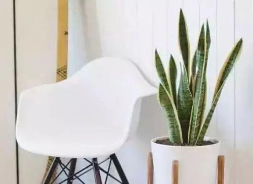 懒人福音的11种植物, 不管怎么养都不会死, 还越来越美!