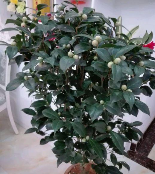 这8种花, 勤快人越养越死