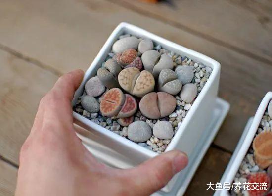 这10种植株小巧的盆栽花卉, 养桌面上就特别吸引目光