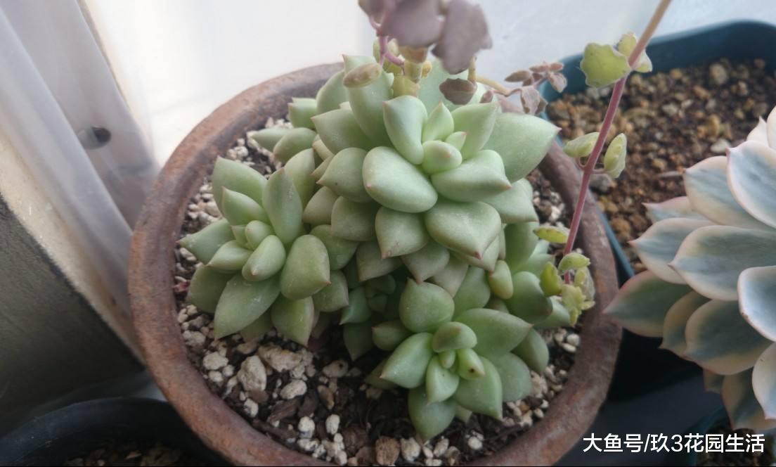 家居养花之多肉植物——玉珠东云