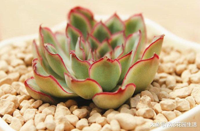家居养花之多肉植物——月光女神