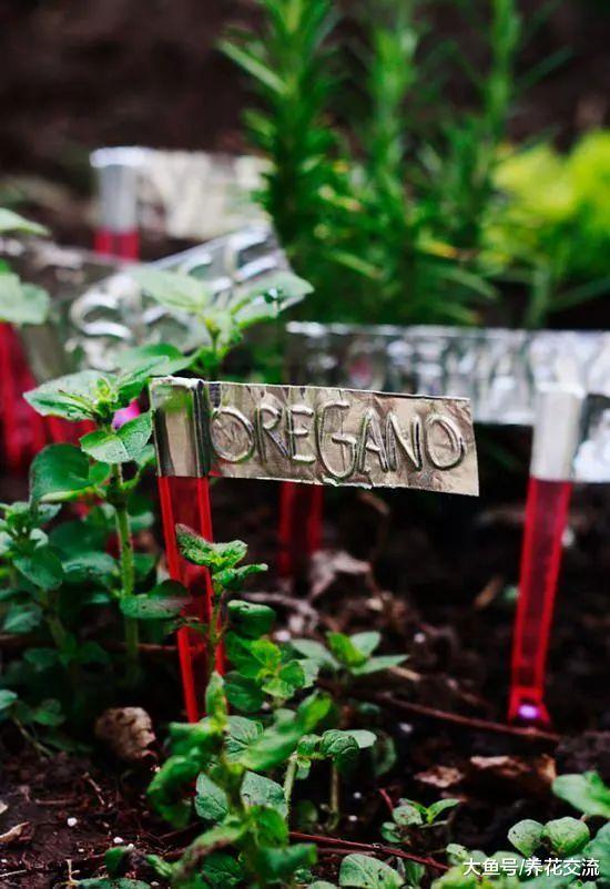 家里的旧物改造成植物标签, 捡来的木棍和石头都用上了