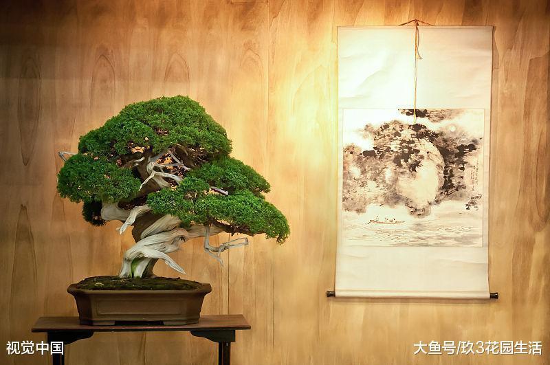 树木盆景常见的几种表现形式(二)