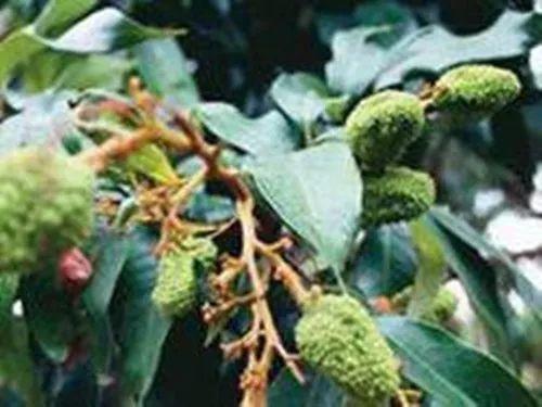 几种具有特异功能的植物, 都见过的都称奇!