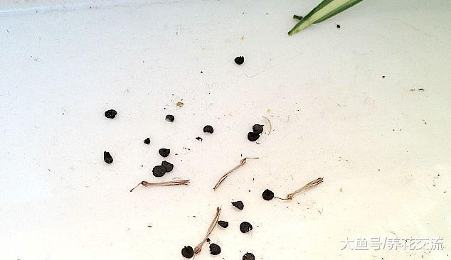 吊兰还能开花结果, 一下子就能养几十盆, 你还怕养不活么?