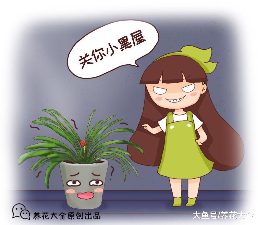把君子兰关进小黑屋, 夹箭再也不见