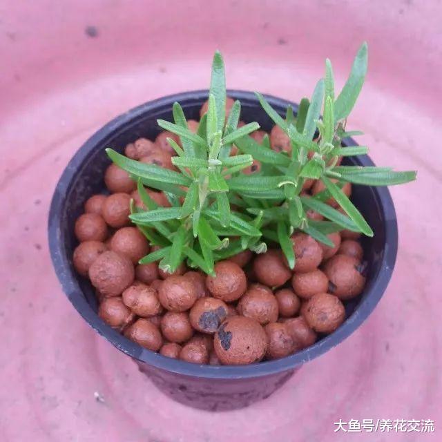 用这种颗粒土扦插繁殖迷迭香枝条, 随便剪一段都生根, 不会烂根