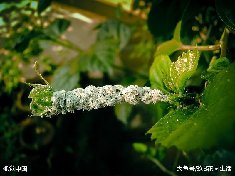 家庭养花中常见的植物虫害(二)