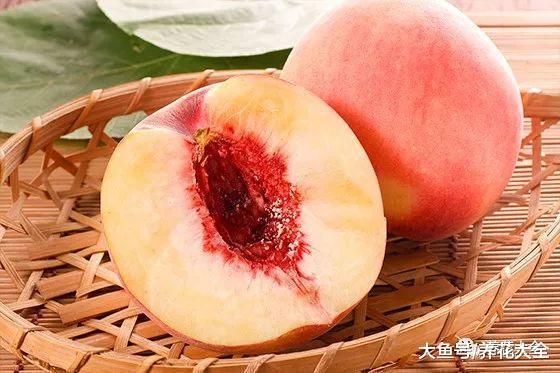 这些多肉, 光听名字就流口水, 肥嘟嘟红灿灿, 真想咬一口!