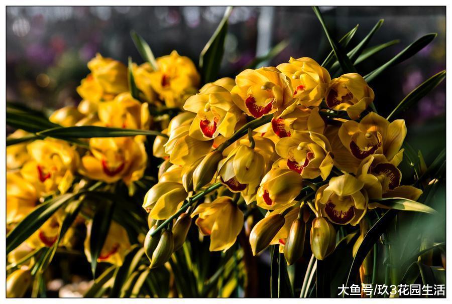 种植大盆的兰花适合选择哪些品种呢?