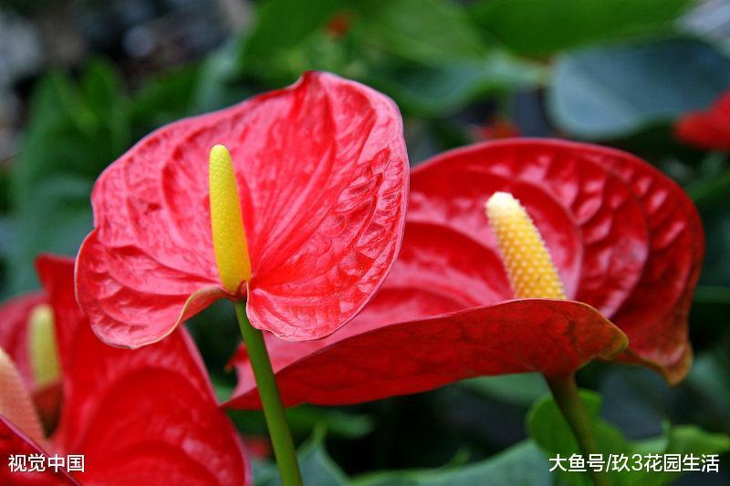 家居养花之年宵花卉——红掌