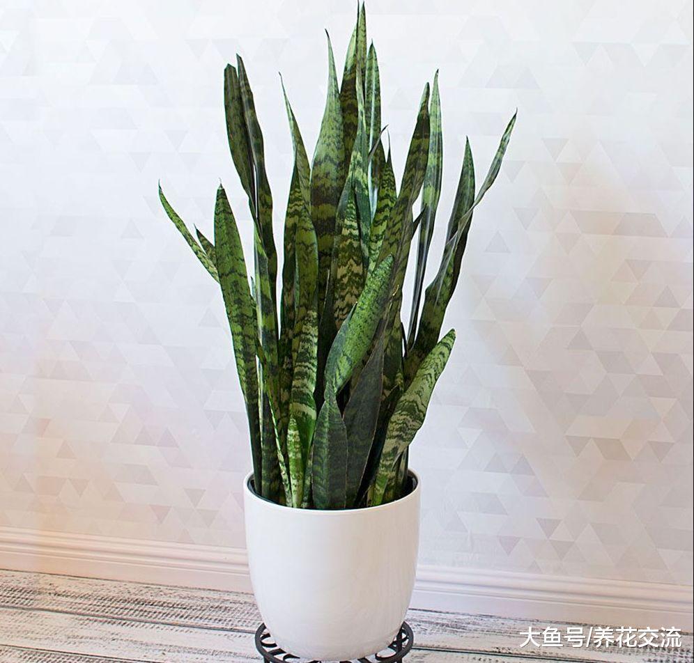 可以让你不再失眠的9种植物, 提高睡眠就养这些花