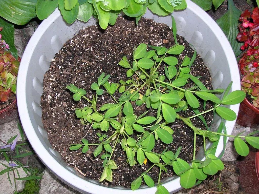阳台上适合用花盆养的9种蔬菜, 种满露台一年都有菜吃