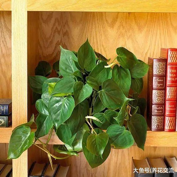 春夏季节养室内一两个月不用浇水也能活的盆栽, 特耐阴的绿植