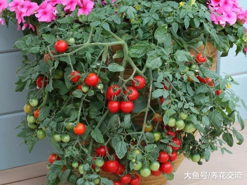 在花盆里也能生长旺盛的9种蔬果, 在阳台、窗台上养出小型菜园