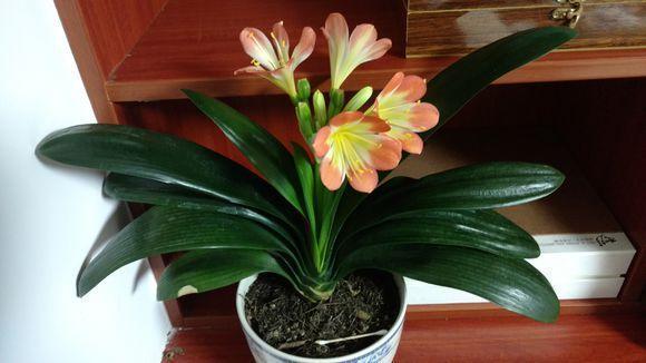 家里君子兰几年不长像假花, 教你这样养, 明年就开花!