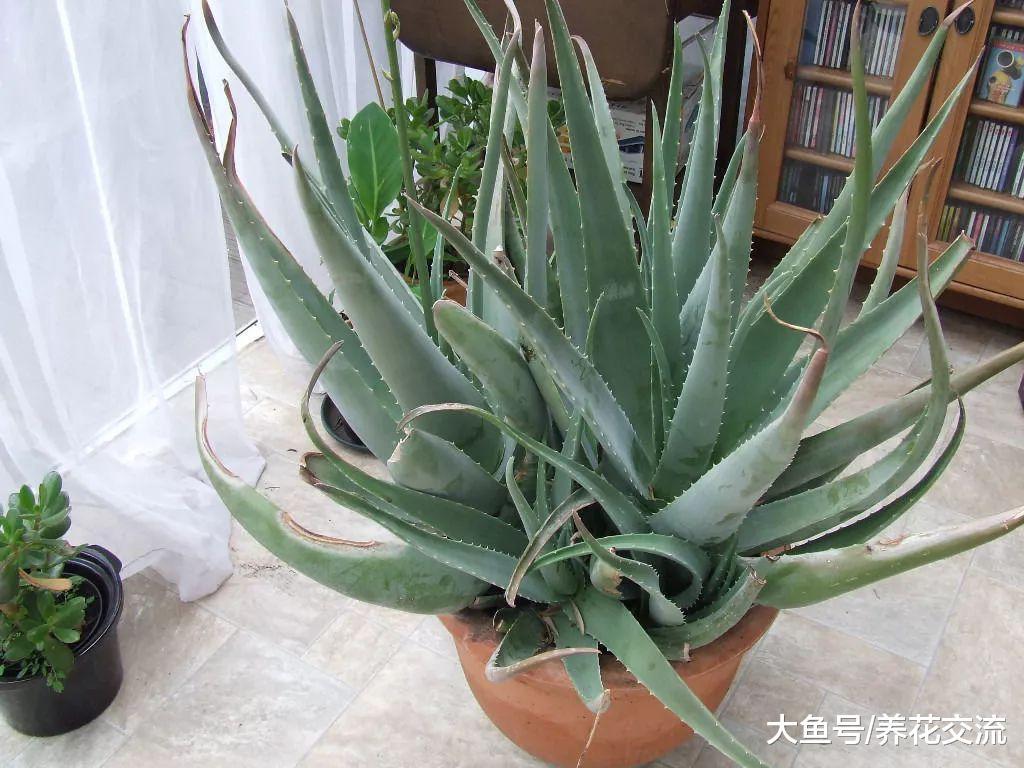 摆放在门前不用怎么照顾的芦荟, 开出近一米高的花朵