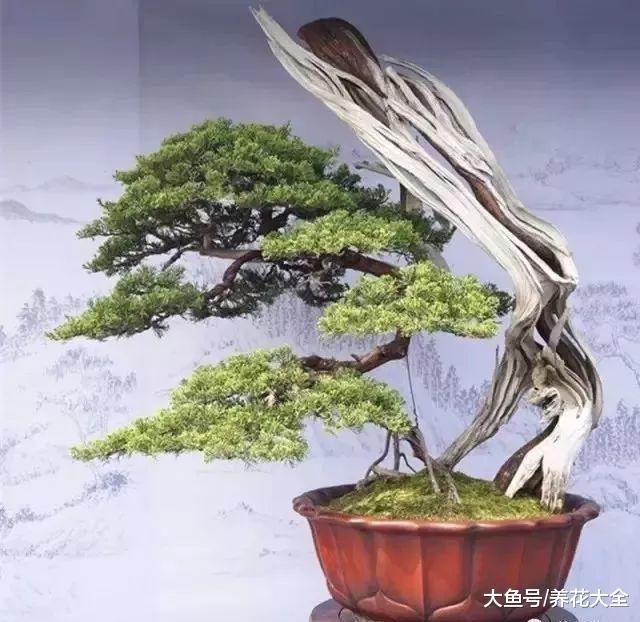 这些盆景太养眼, 随便拿出一盆就能换套房!