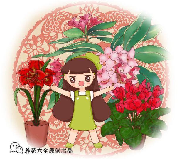 6种洋气的年宵花, 养一盆招财纳福